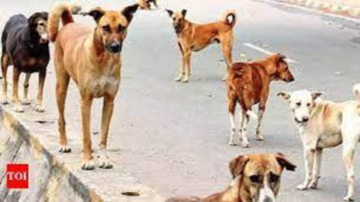 Dogs being tortured for G20 beautification: Delhi municipality authorities alleged of picking up stray dogs and dumping them away from city 1 Dogs in deluge? Delhi municipality authorities alleged of picking up stray dogs and dumping them away from city