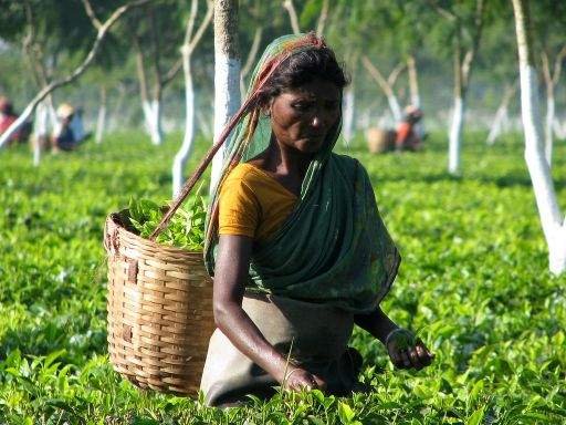 Monabari Tea Estate