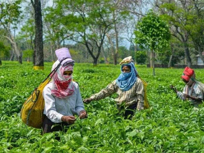 Assam’s Tea