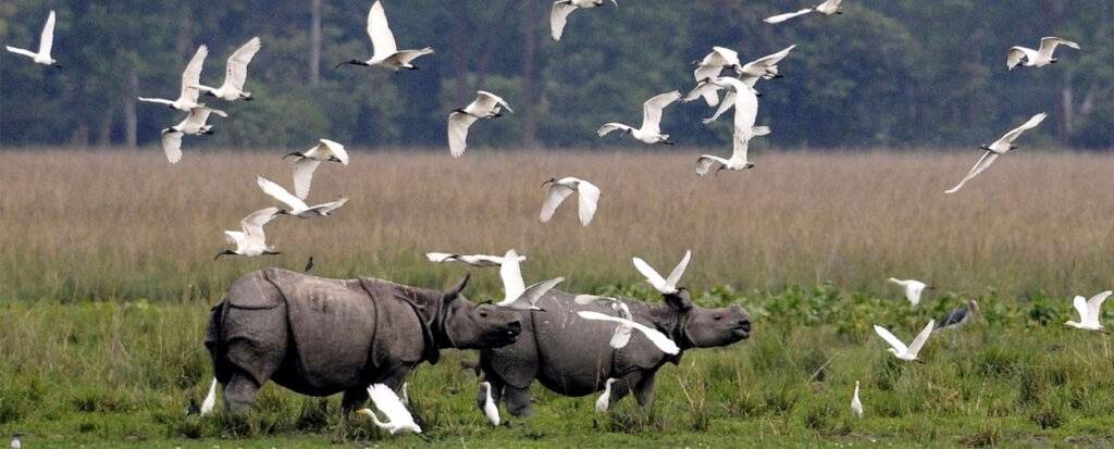 Top 5 Must-Visit Destinations in Northeast India in 2025 4 kaziranga national park2