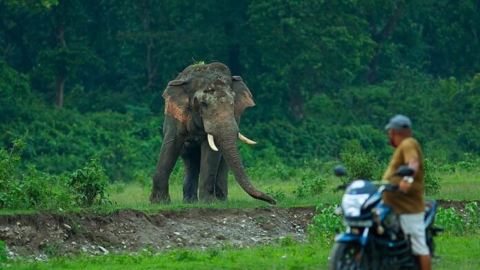Haati App Assam elephant human conflict Assam wildlife conflict 2025 elephant tracking app human-wildlife coexistence