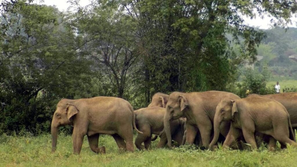 How the 'Haati App' is Reducing Elephant-Human Conflict in Assam: 5 Key Outcomes in 2025 1 app