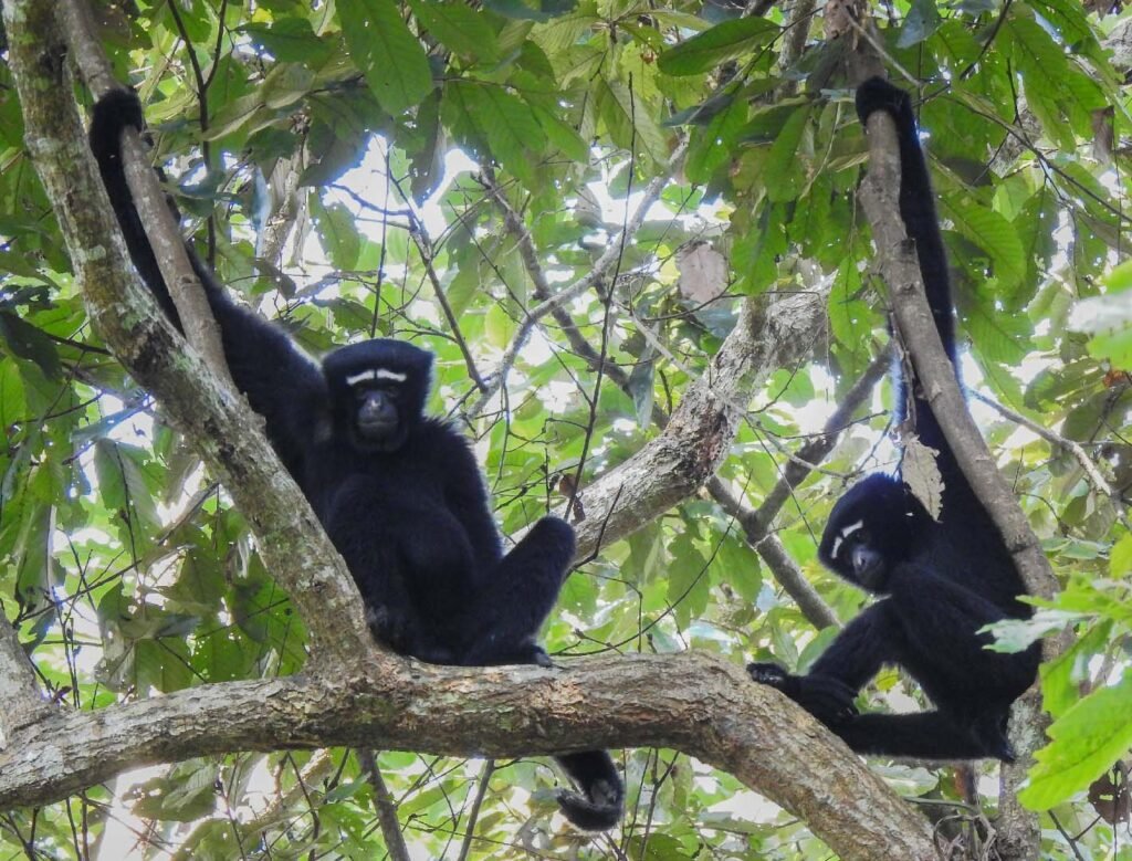 Hoolock Gibbons: India’s Only Apes Fight for Survival in Assam’s Hoollongapar Sanctuary 1 gibbons