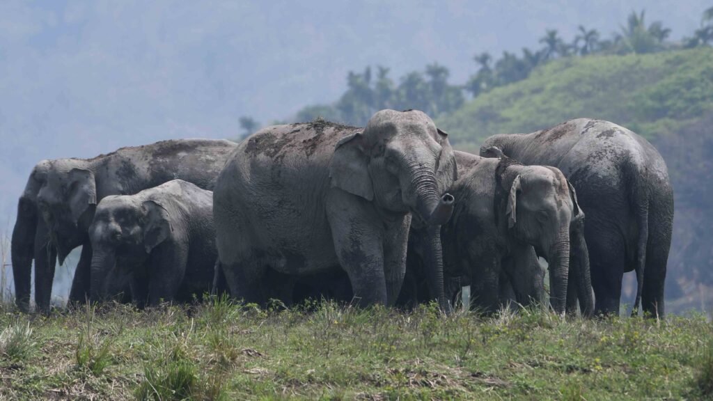 How the 'Haati App' is Reducing Elephant-Human Conflict in Assam: 5 Key Outcomes in 2025 2 haati