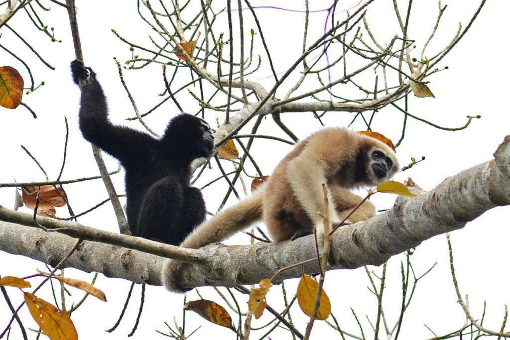 Hoolock Gibbons: India’s Only Apes Fight for Survival in Assam’s Hoollongapar Sanctuary 3 hoolock gibbons