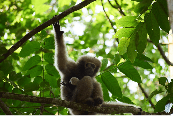 Hoolock Gibbons: India’s Only Apes Fight for Survival in Assam’s Hoollongapar Sanctuary 2 hoolock1