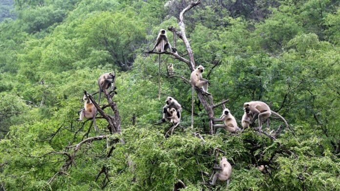 Disappearing Forests