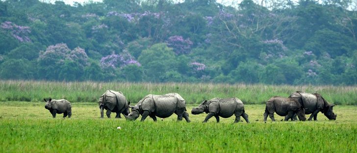 Eco-Tourism Trails in Assam: Unlocking Sustainable Travel and Community Experiences 2 pobitora