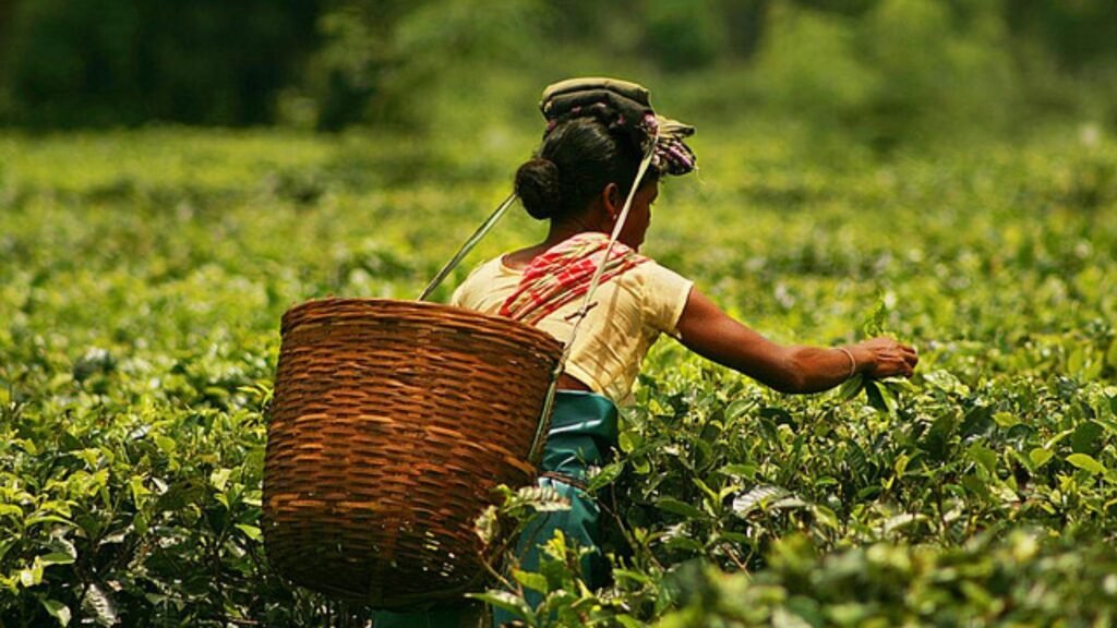 Promising Startups Driving Assam's Entrepreneurial Boom in 2025 1 tea