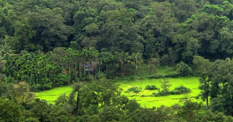 India’s Disappearing Forests: A Silent Crisis Threatening Biodiversity and Humanity 1 Disappearing Forests